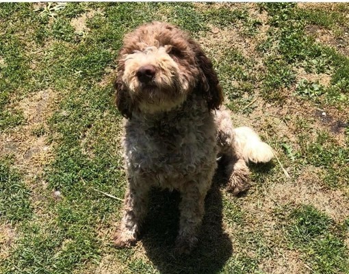 Tra Costigliole e Piasco si cerca Brodo, lagotto di un anno