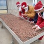 A Babbo Natale piacciono le nocciole? Certo… ed impara anche a coltivarle!