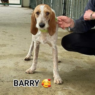 Barry sta cercando un padrone che lo adotti