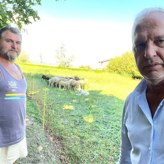 Lupo, Bergesio, Lega: “E’ ora di ascoltare finalmente il grido di preoccupazione degli allevatori”
