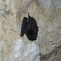 Nella Grotta di Rio Martino a Crissolo c’è la più grande colonia svernante del pipistrello Barbastello d’Italia