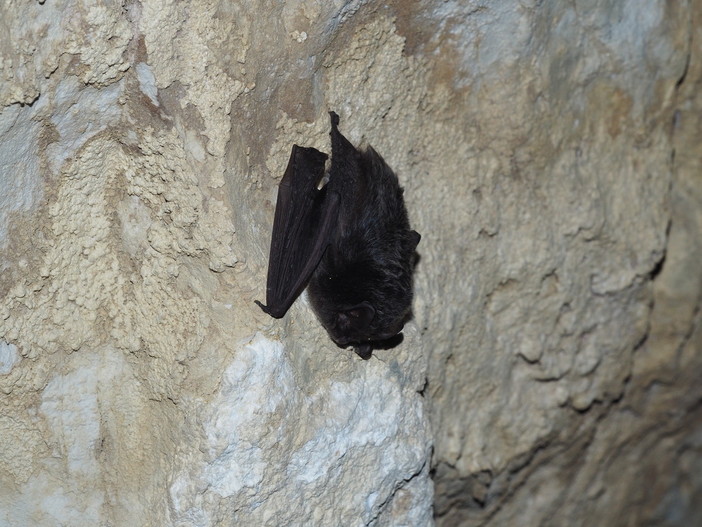 Nella Grotta di Rio Martino a Crissolo c’è la più grande colonia svernante del pipistrello Barbastello d’Italia