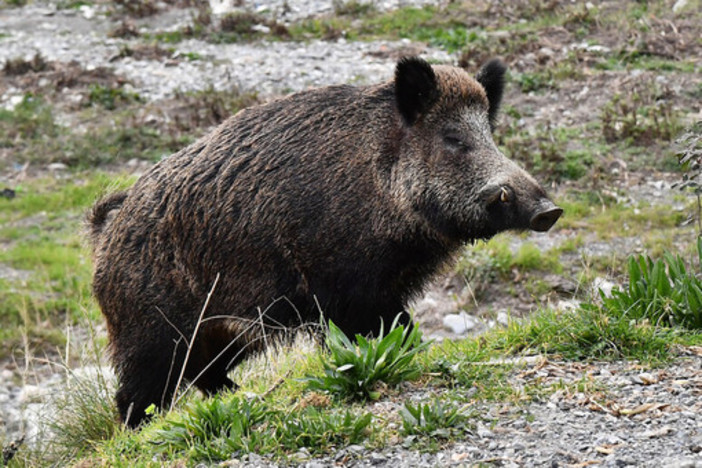 Peste suina, Coldiretti Piemonte lancia l'allarme: &quot;A rischio 3 mila aziende, basta assistere all'abbattimento di animali sani&quot;