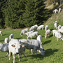 Una mandria di bovini di razza Piemontese in alpeggio