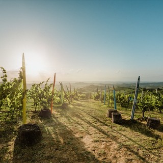 Il Consorzio dell'Asti Docg chiude il 2024 con una produzione di 90 milioni di bottiglie