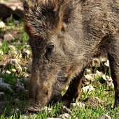 La PSA non arretra: Confagricoltura Cuneo chiede una svolta nel contenimento dei cinghiali. E più biosicurezza