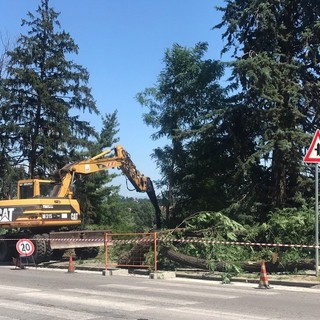 L'abbattimento di alberi in corso Marconi - foto di repertorio