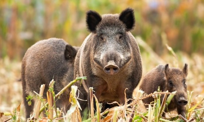 Apre il bando per la protezione del bestiame dalla fauna selvatica