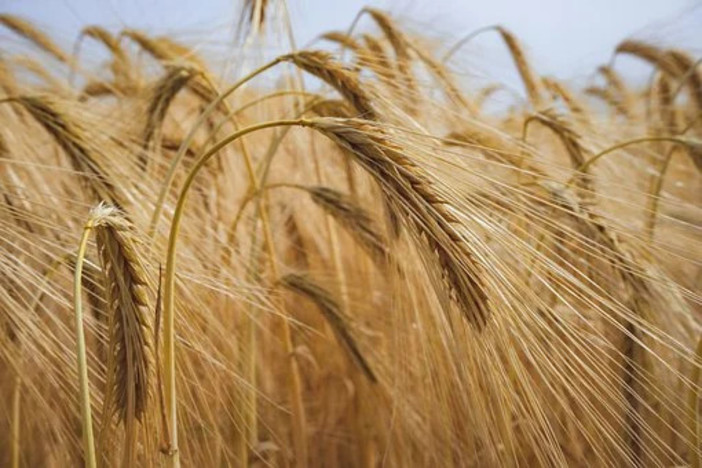 I pesticidi fanno male a salute ed ambiente ma vengono ancora usati in agricoltura, Italia multata. Ecco cosa devi sapere