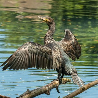 Un esemplare di cormorano