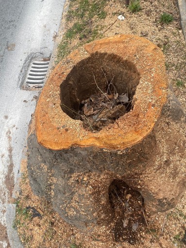 Un’immagine degli abbattimenti effettuati nei giorni scorsi in corso Soleri.