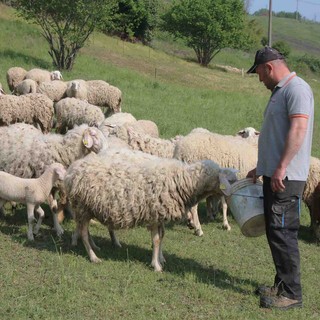 Blue tongue, Cia Cuneo sollecita  l’intervento della Regione: «Servono vaccini  e controlli sulle importazioni degli animali»