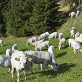 Una mandria di bovini di razza Piemontese in alpeggio