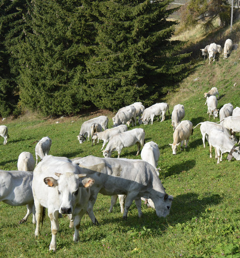 Una mandria di bovini di razza Piemontese in alpeggio