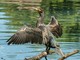 Un esemplare di cormorano