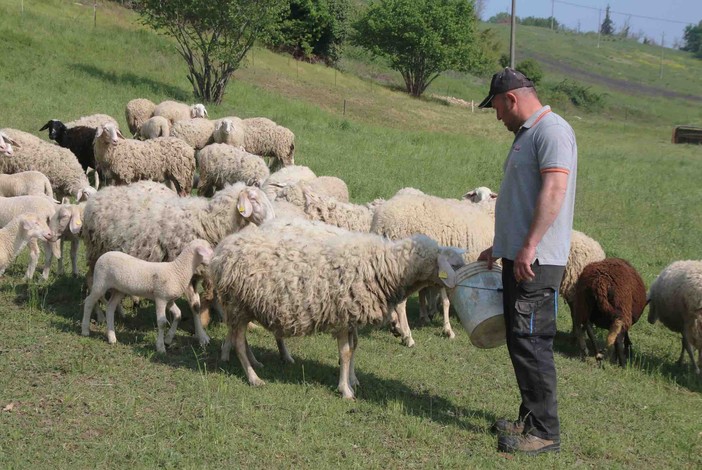 Blue tongue, Cia Cuneo sollecita  l’intervento della Regione: «Servono vaccini  e controlli sulle importazioni degli animali»