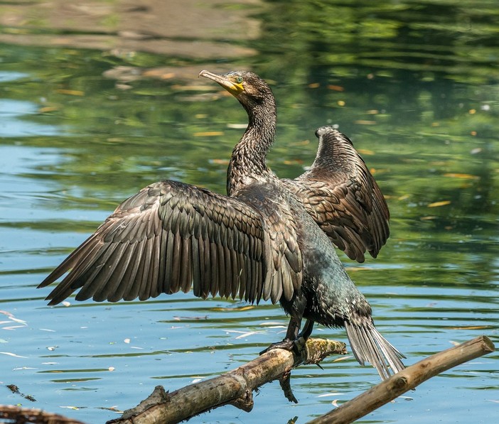 Un esemplare di cormorano