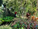 Domenico Montevecchi in un angolo del suo giardino botanico Villa Bricherasio in via Bodoni