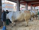 Tutti gli allevatori premiati alla 113ª Fiera Internazionale  del Bue Grasso di Carrù [FOTO E VIDEO]