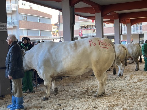 Tutti gli allevatori premiati alla 113ª Fiera Internazionale  del Bue Grasso di Carrù [FOTO E VIDEO]