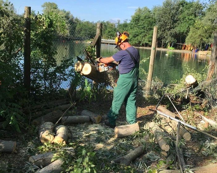 Nubifragio a Cuneo, alberi abbattuti e sentieri inagibili al Fluviale: al lavoro la Protezione Civile