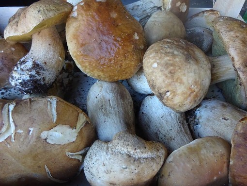 Andar per funghi in autunno: ecco a cosa servono e come raccoglierli