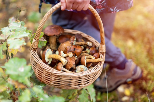 Conoscere le specie di funghi: iscrizioni aperte per il corso dell'Asl Cn1