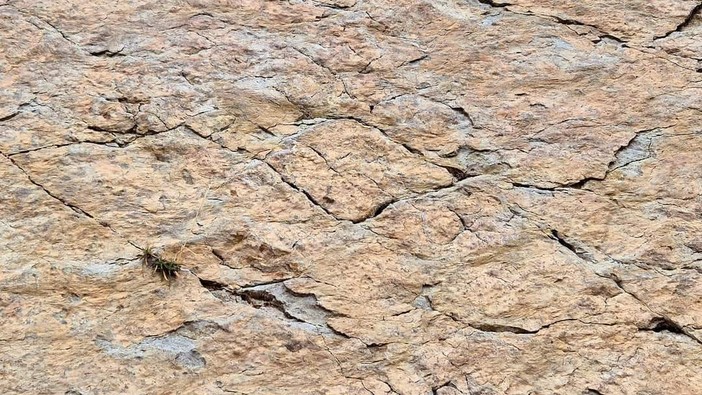 Fossili di antenati di dinosauro in sgretolamento sull'altopiano della Gardetta, dall'allarme al tavolo di lavoro