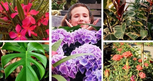 Borghetto S.S., trionfano colori e bellezza alla Floricoltura Vivai Michelini: fiori e piante da sogno per interno ed esterno