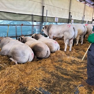 Fossano torna “capitale della zootecnia”: un successo l’edizione 95 della Mostra del Vitello Grasso [GALLERY]