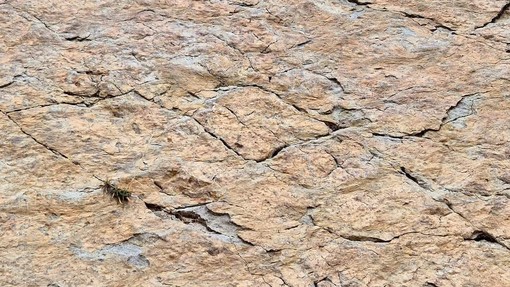 Fossili di antenati di dinosauro in sgretolamento sull'altopiano della Gardetta, dall'allarme al tavolo di lavoro