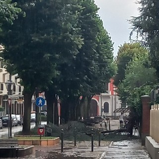 L'albero caduto in via Emanuele Filiberto