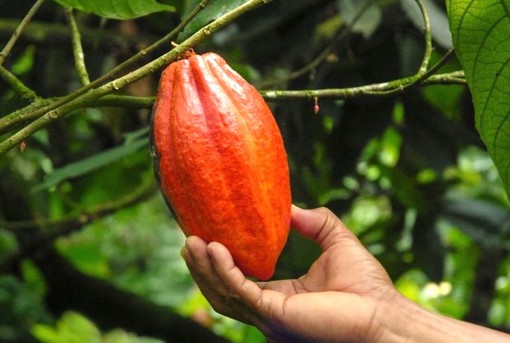 Mappature satellitari per aiutare ad aumentare la tracciabilità del cacao a livello di azienda agricola, che ha raggiunto il 93% nel 2022/23