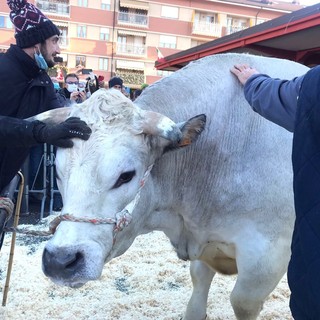 “La Razza Bovina Piemontese: dalle emergenze epidemiche all’intelligenza artificiale”: convegno a Carrù