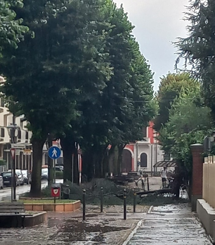 L'albero caduto in via Emanuele Filiberto