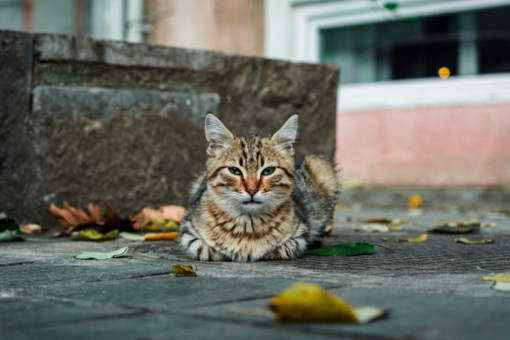 Appello del Gattile di Alba per la sterilizzazione tempestiva dei gatti