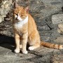 Il gatto maschio che cerca casa