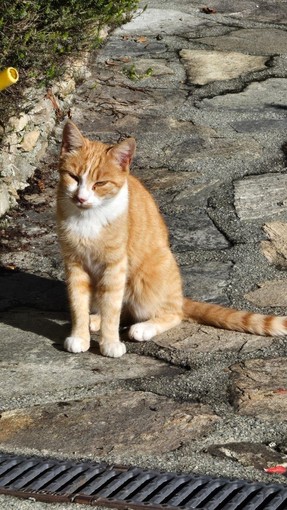 Il gatto maschio che cerca casa