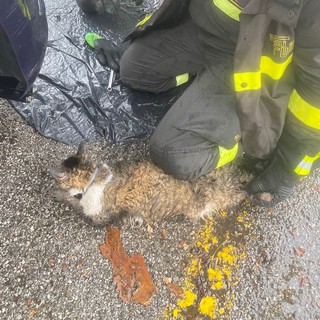 Cuneo, salvato gatto incastrato nel vano motore di un'auto. Cercasi il proprietario