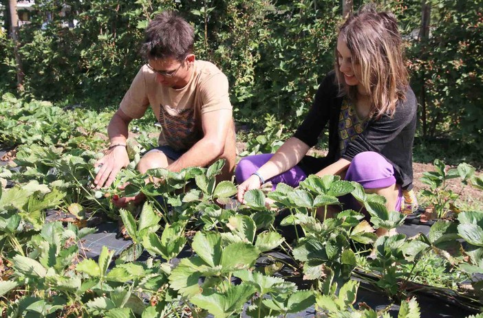 Giovani imprenditori impegnati nella coltivazione delle fragole