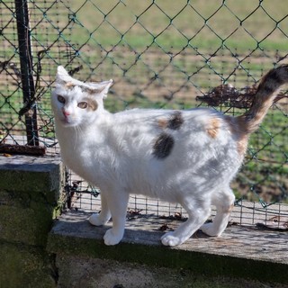 Auguri a-mici! Oggi, 17 febbraio, è la Festa nazionale del gatto