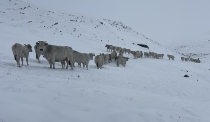 La neve &quot;sorprende&quot; le mandrie in alpeggio in Valle Varaita [FOTO]