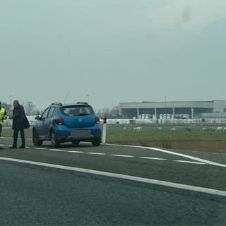 Auto a fuoco sull'A6 tra Marene e Carmagnola: vigili del fuoco sul posto