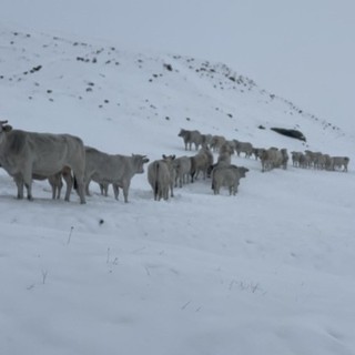 La neve &quot;sorprende&quot; le mandrie in alpeggio in Valle Varaita [FOTO]