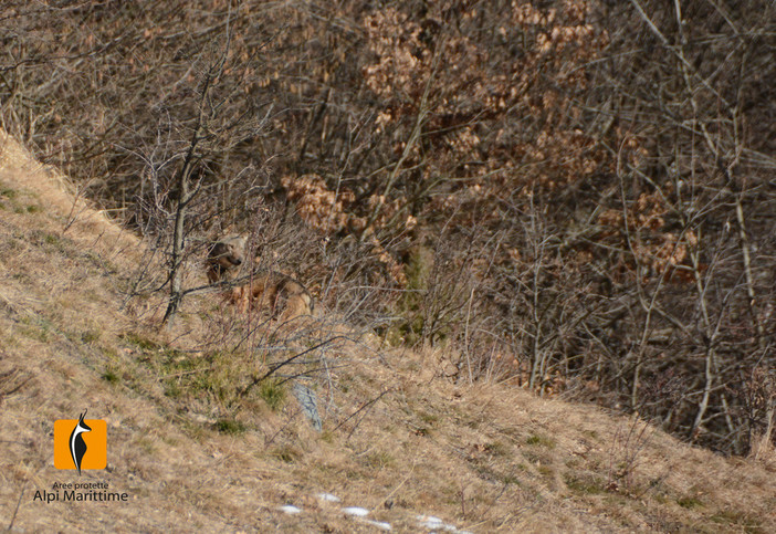 Era stato avvelenato: salvato e rimesso in libertà il lupo Giorgio, curato nel Parco delle Alpi Marittime
