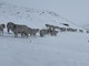 La neve &quot;sorprende&quot; le mandrie in alpeggio in Valle Varaita [FOTO]