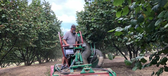 Raccolta delle nocciole, verso un anno nero: &quot;Produzione molto più bassa degli ultimi anni&quot;