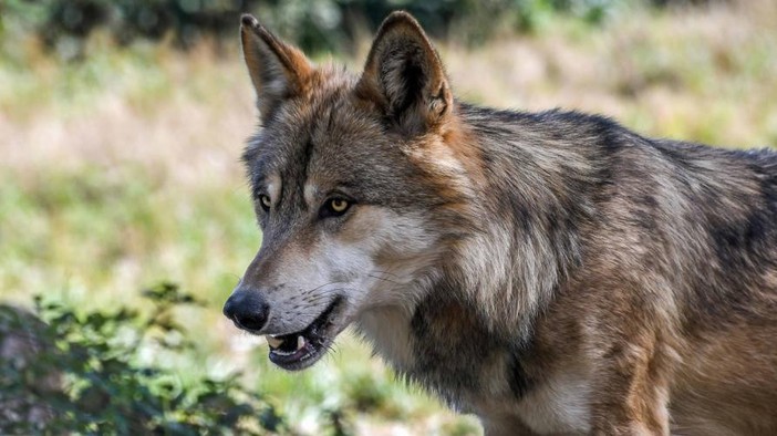 Lupo, l'Unione Europea approva il declassamento della specie, Coldiretti: &quot;Un passo avanti&quot;