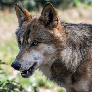 Attacco di lupi a Villanova Mondovì: pecora sbranata a Roracco