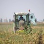 Contributi all'innovazione: oltre 7 milioni di euro per 390 aziende agricole della Granda